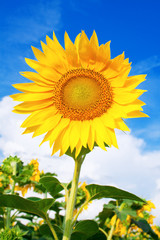 Yellow sunflower against blue sky
