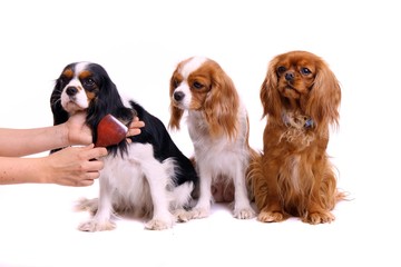 drei Hunde bei Fellpflege