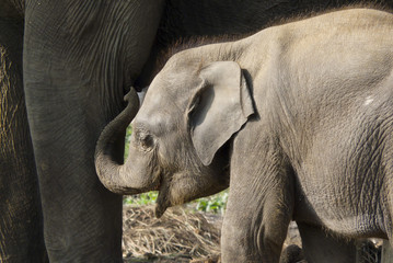 Fototapeta premium little elephant and his mother