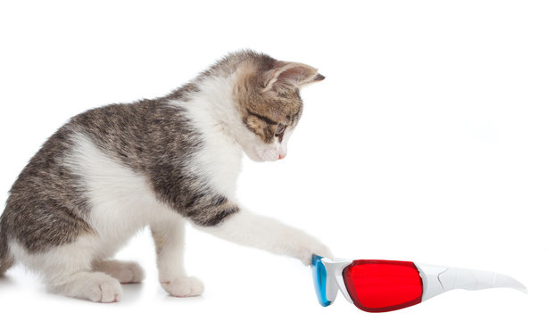 Cat Cinema 3D