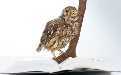 Eule beim Studieren