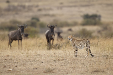 Obraz na płótnie Canvas Gepard z Wildebeests