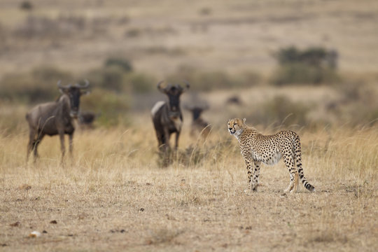Cheetah with Wildebeests