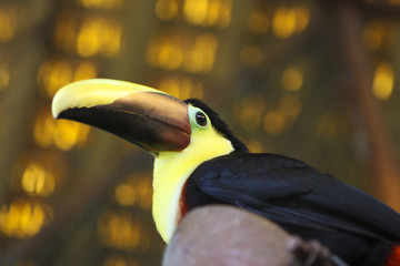 Chestnut-mandibled Toucan