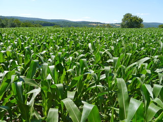 Green Corn Field