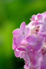 Fototapeta na wymiar 桃色の紫陽花