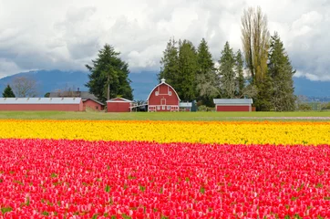 Afwasbaar Fotobehang Tulp Tulpenveld in Skagit, de staat Washington, Amerika.