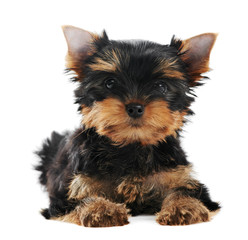 One Yorkshire Terrier (of three month) puppy dog