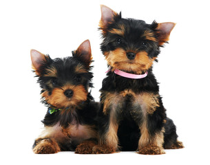 Two Yorkshire Terrier 3 month puppies dog