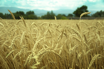classes of wheat grain