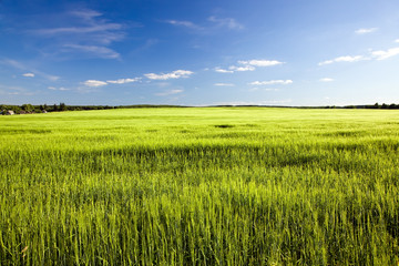 Agricultural field on which grow up cereals