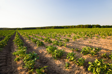 Agricultural field on which grow up a potato