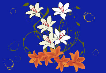 white and orange lily flowers on blue