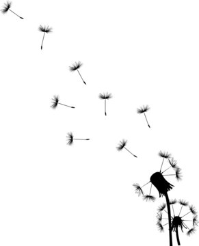 Fototapeta two black dandelions illustration