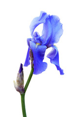 Blue iris