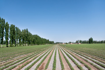 夏季田园