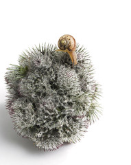 Snail climbing down a lump of burs