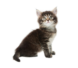 Small kitten