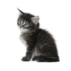 Obraz premium Small kitten