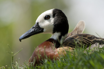 Pato sentado.