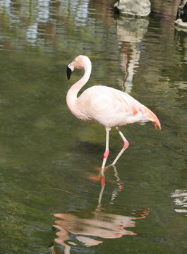 A beautiful Flamingo in a pond
