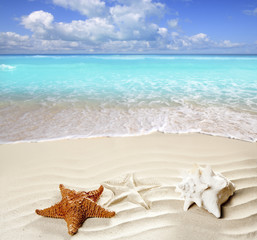 Fototapeta na wymiar caribbean tropical beach white sand starfish shell