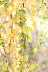 Obraz premium Birch branches on a sunny day