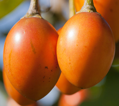 tomate arbuste