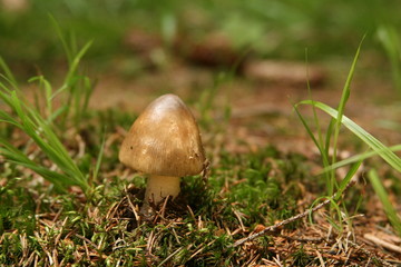 Tiny inedible mushroom