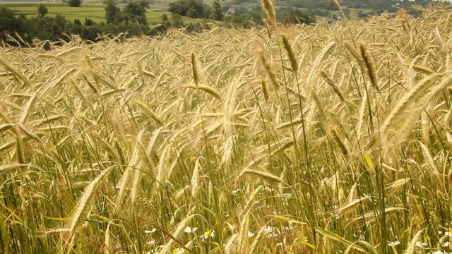 pole żyta