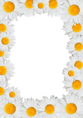 Obraz premium Oxeye Daisies Frame