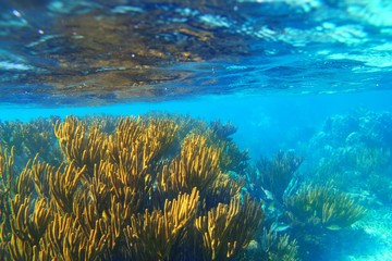 Fototapeta na wymiar Riwiera Majów miękkie rafa krajobraz gorgonian