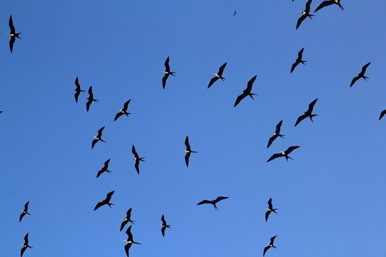 frigate bird silhouette backlight breeding season
