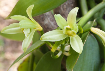 Obraz premium fleur vanille