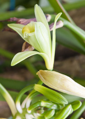 Fototapeta premium fleur vanille