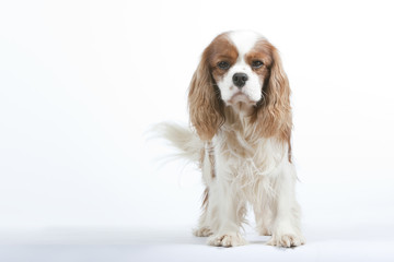 cavalier king Charles debout de face