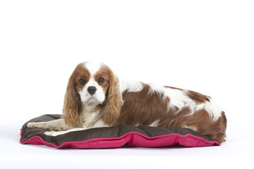 cavalier king Charles allongé sur son tapîs