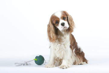 cavalier king Charles étonné