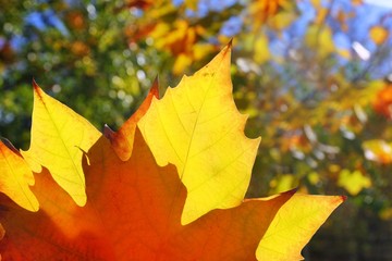autumn yellow golden leaf macro closeup outdoor forest