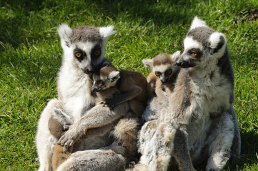 Ring Tailed Lemur