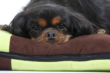 gros plzn sur le regard triste du cavalier King Charles