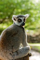 Ring Tailed Lemur