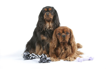 two dogs king Charles spaniel together