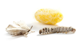 Fototapeta premium butterfly silkworm cocoon silk worm three stages