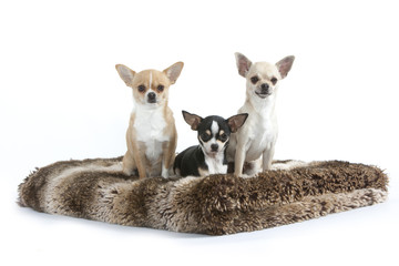 Obraz premium trois chihuahuas immobiles et sages
