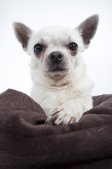 gros plan de chihuahua à poil court