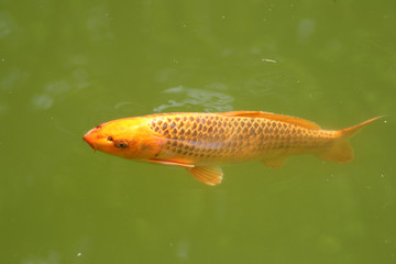 Decorative carp or koi in a pond