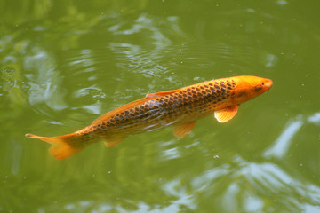 Decorative carp or koi in a pond