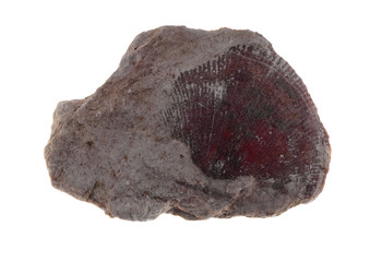 Fossil shell