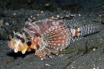 Skorpionfisch